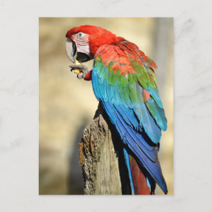 Groene Macaw op baard Briefkaart