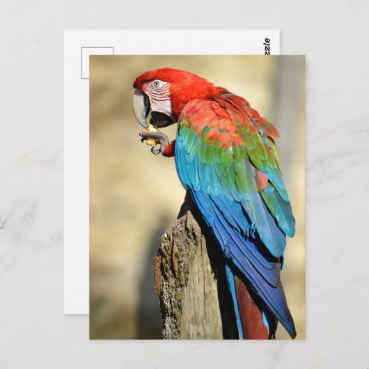 Groene Macaw op baard Briefkaart (Voorkant / Achterkant)