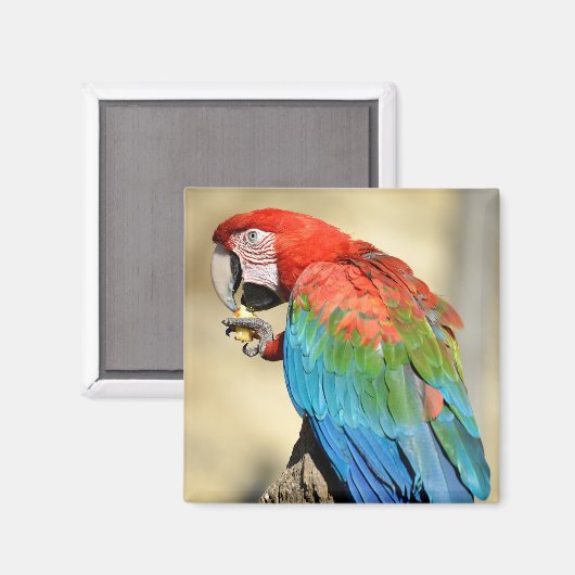 Groene Macaw op baard Magneet (Voorkant / Achterkant)