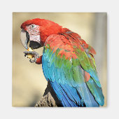 Groene Macaw op baard Magneet (Voorkant)