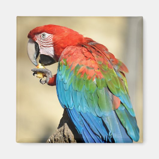 Groene Macaw op baard Magneet (Voorkant)
