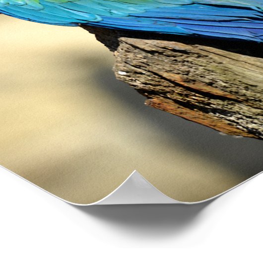 Groene Macaw op baard Poster (Hoek)