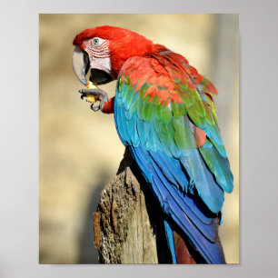 Groene Macaw op baard Poster
