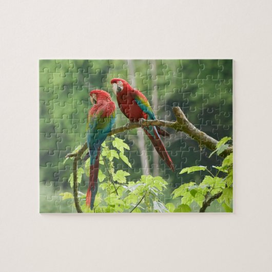 Groene Macaws Legpuzzel (Horizontaal)
