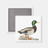 Groene Mallard Duck Jacht Natuur Kunst Magneet (Voorkant / Achterkant)