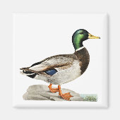 Groene Mallard Duck Jacht Natuur Kunst Magneet (Voorkant)