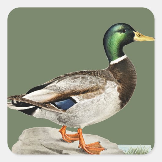 Groene Mallard Duck Jacht Natuur Kunst Vierkante Sticker (Voorkant)