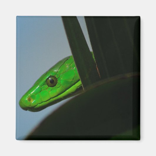 groene mamba magneet (Voorkant)