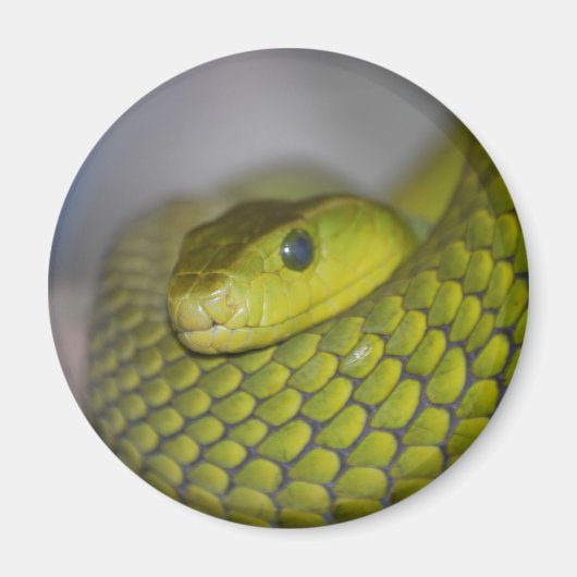 Groene Mamba Magneet (Voorkant)