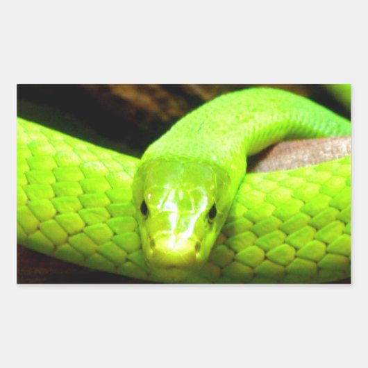 groene mamba slang Wacht op liefde in vrede Rechthoekige Sticker (Voorkant)