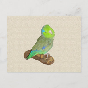 Groene mannelijke parrotlet briefkaart