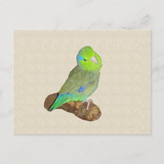 Groene mannelijke parrotlet briefkaart (Voorkant)