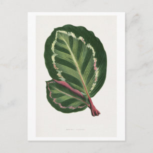 Groene Mantara Illustris bladillustratie.   Briefkaart