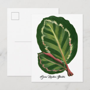 Groene Mantara Illustris bladillustratie Poster Briefkaart