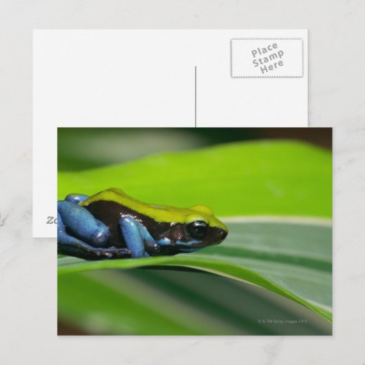 Groene mantelmantel briefkaart (Voorkant / Achterkant)