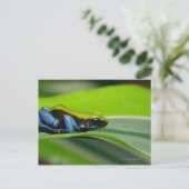 Groene mantelmantel briefkaart (Staand voorkant)