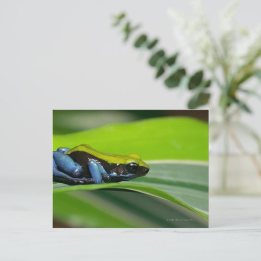 Groene mantelmantel briefkaart (Staand voorkant)