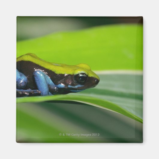 Groene mantelmantel magneet (Voorkant)