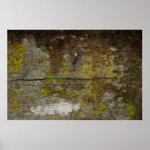 Groene mos textuur en achtergrond. abstract, leven poster