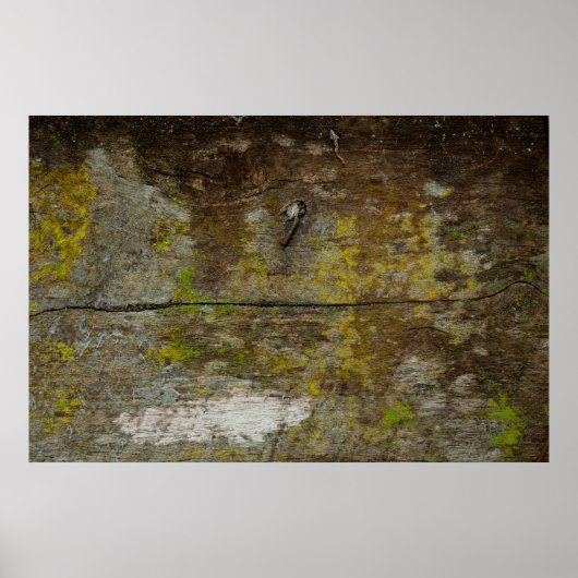 Groene mos textuur en achtergrond. abstract, leven poster (Voorkant)