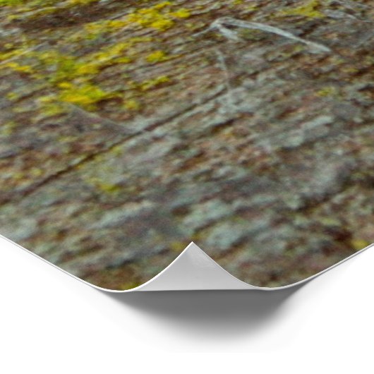 Groene mos textuur en achtergrond. abstract, leven poster (Hoek)