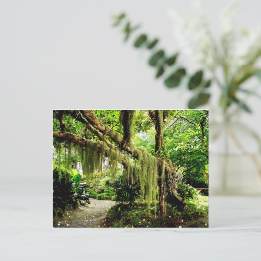 Groene Moss Covered Tree Briefkaart (Staand voorkant)