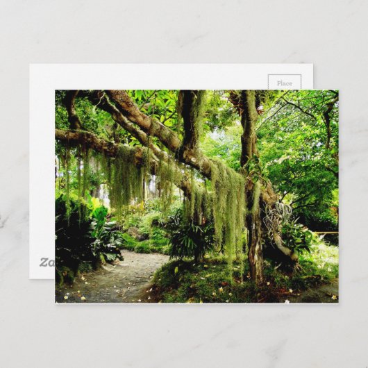 Groene Moss Covered Tree Briefkaart (Voorkant / Achterkant)