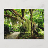 Groene Moss Covered Tree Briefkaart (Voorkant)