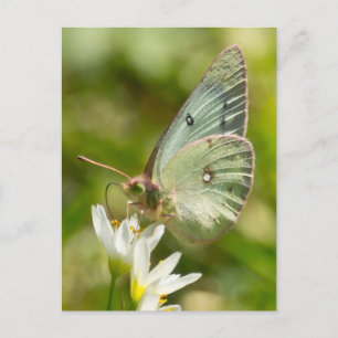 Groene Mot op Valse Knoflook Kleding en Geschenken Briefkaart