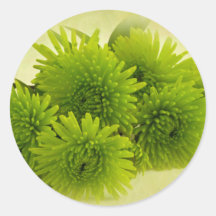 Groene Mums
