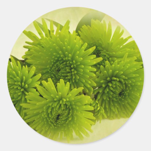 Groene Mums Ronde Sticker (Voorkant)