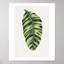 Groene Musa Vittata-bladillustratie. blad, publi Poster