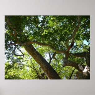 Groene natuur van de plataan poster