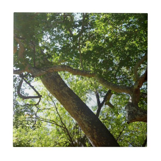 Groene natuur van de plataan tegeltje (Voorkant)