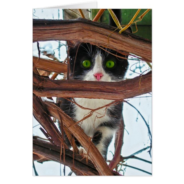 Groene ogen (Voorkant)