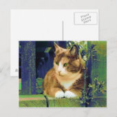 GROENE OGEN-BRIEFKAARTEN BRIEFKAART (Voorkant / Achterkant)