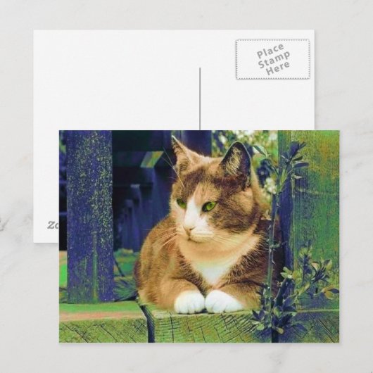 GROENE OGEN-BRIEFKAARTEN BRIEFKAART (Voorkant / Achterkant)