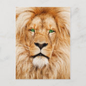 Groene ogen Lions gezicht Briefkaart (Voorkant)