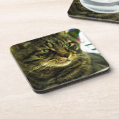 Groene Ogen Tabby Gezicht Onderzetter (Linkerzijde)