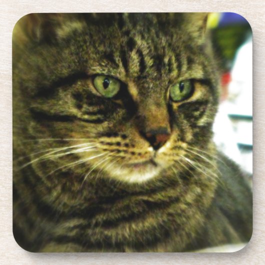 Groene Ogen Tabby Gezicht Onderzetter (Voorkant)