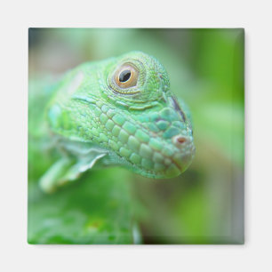 Groene olieramp uit de Iguana op Leaf Magnet