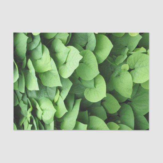 Groene olievloeistof voor de Nederlandse pijpleidi Tissuepapier (Voorkant)