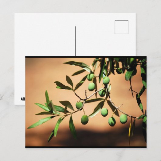 Groene olijven aan tak briefkaart (Voorkant / Achterkant)