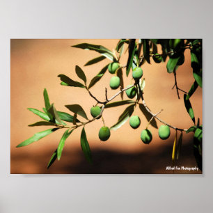 Groene olijven aan tak poster