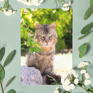 Groene Oog Kat In Ravello Italië Ansichtkaart Briefkaart