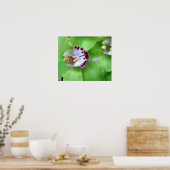 Groene orchideeën - Prints, Canvas, omlijst Poster (Keuken)