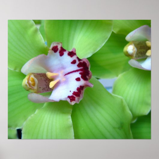 Groene orchideeën - Prints, Canvas, omlijst Poster (Voorkant)