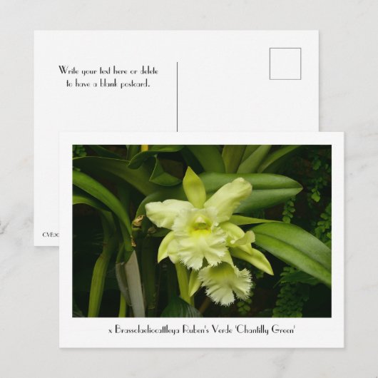 Groene orchideeën Verzamelbaar Briefkaart (Voorkant / Achterkant)