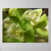 Groene orchideeën Zijde en Satin 1 Poster (Voorkant)