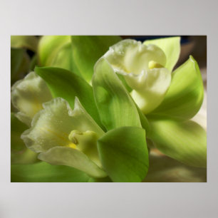 Groene orchideeën Zijde en Satin 1 Poster
